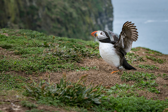 Stretching Wings