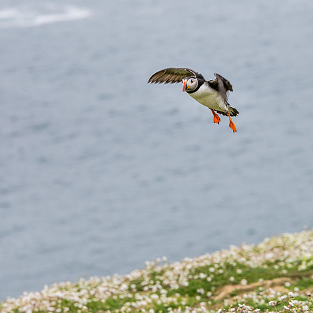 Coming into Land
