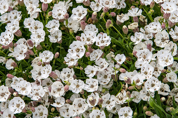 Sea Campion