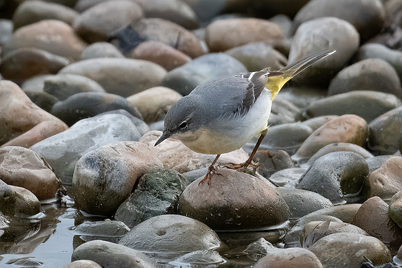 Grey Wagtail 171023-2
