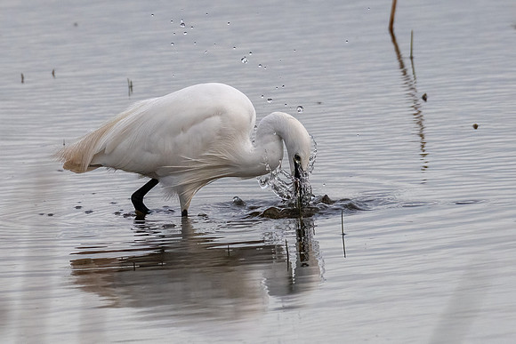 Little Egret 171023-1