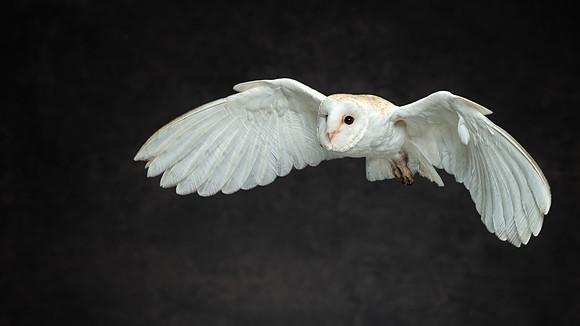 Barn Owl