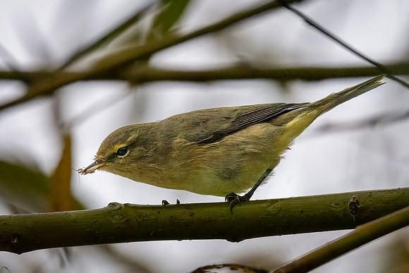 ChiffChaff