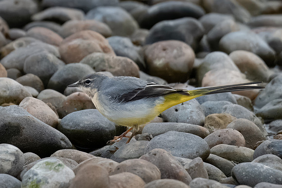 Grey Wagtail 171023-1
