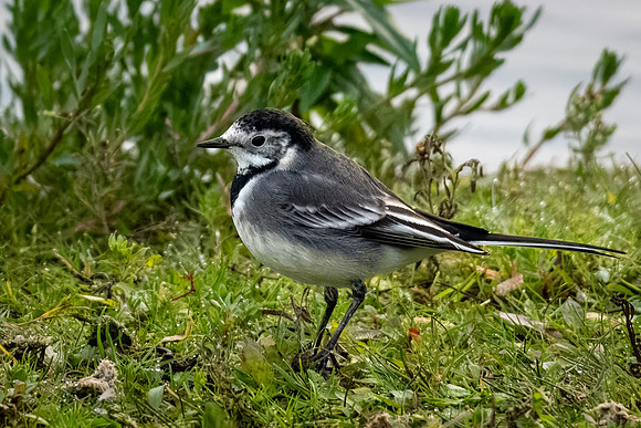 Pied Wagtail 171023-2