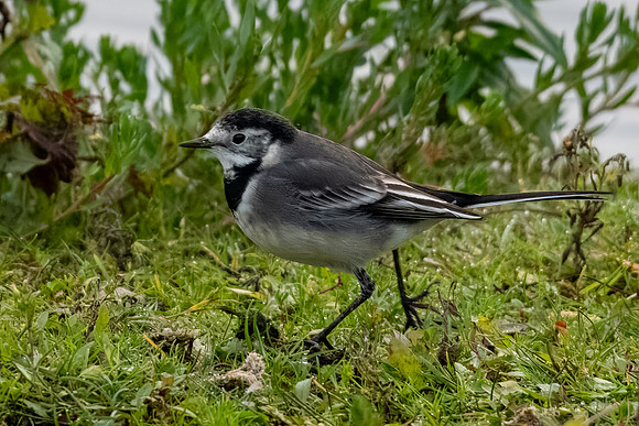Pied Wagtail 171023-1