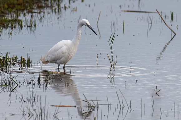 Little Egret 171023-2