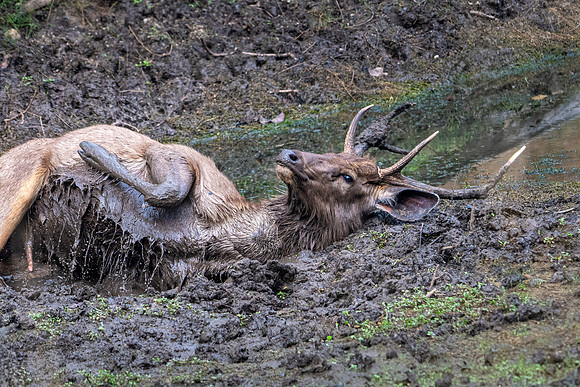 Sambar Deer in Mud -1