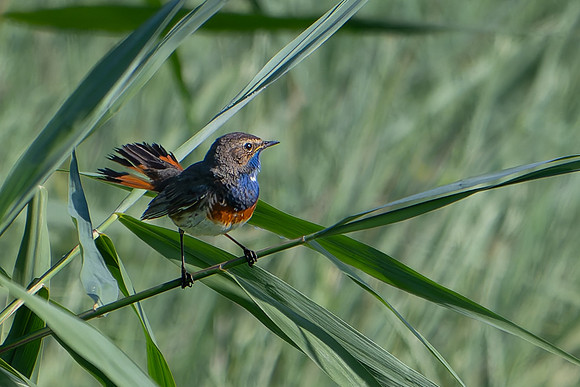 Bluethroat 250624-2