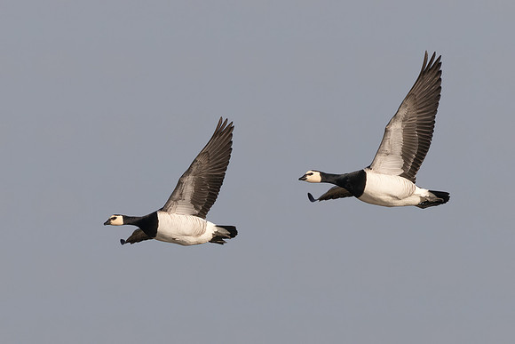 Barnacle Geese 220322