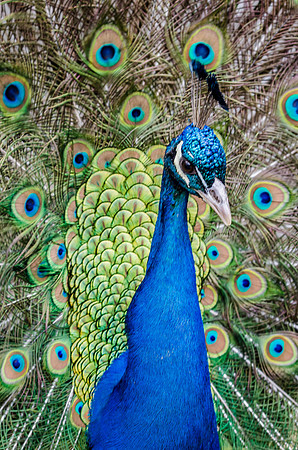 Peacock