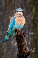 Indian Roller
