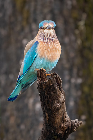 Indian Roller