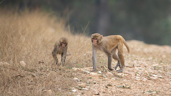 Rhesus Monkey -2