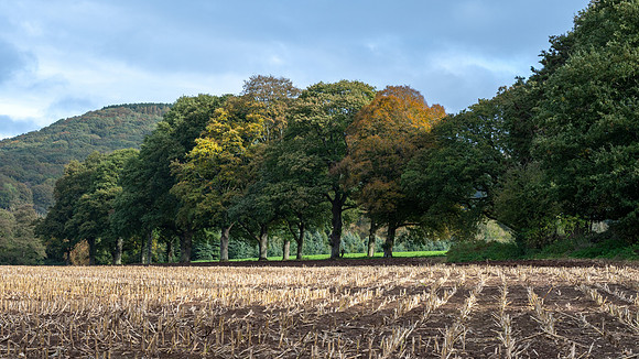 Wye Valley English Side -1