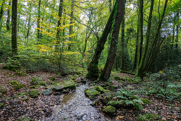 Wye Valley Woodlands Welsh Side -2