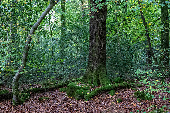 Wye Valley Woodlands Welsh Side -2