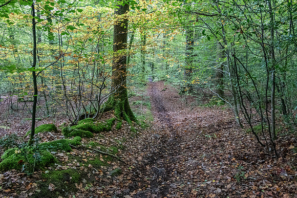 Wye Valley Woodlands Welsh Side -4