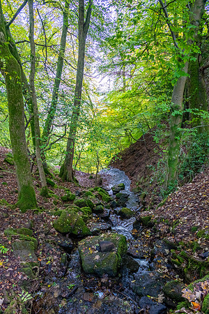 Cleddon Shoots -1