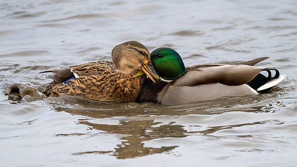 Mallards Fighting 311023