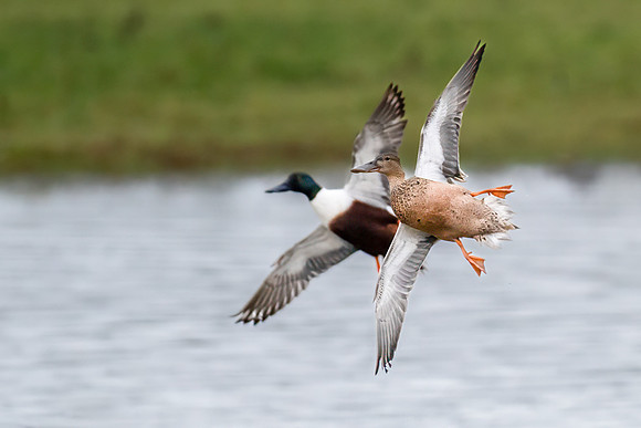 Shoveler Pair Flying 311023