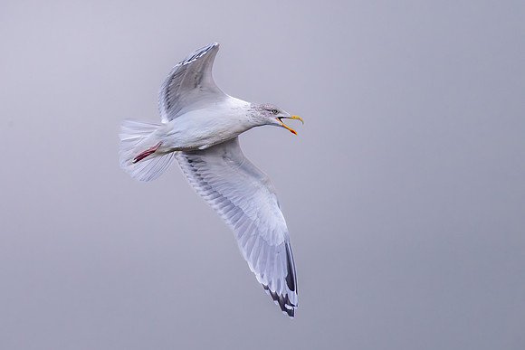 Herring Gull 311023