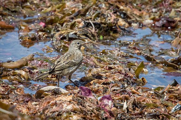 Rock Pipit