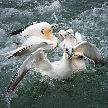 Gannet Mayhem