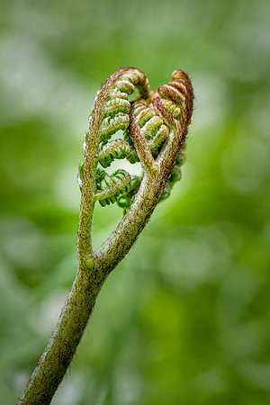 Emerging Fern