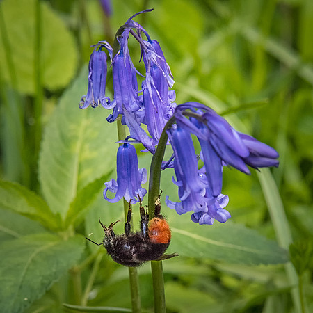 Bluebell and Bee