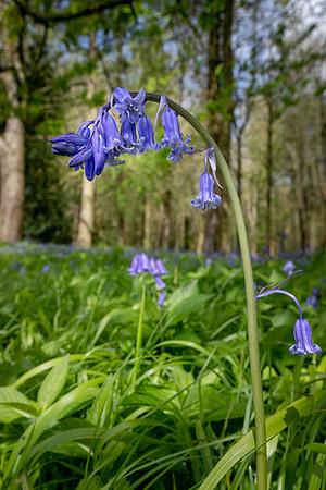 Bluebell in Woods