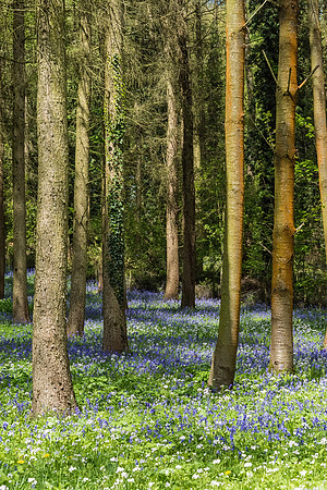 Bluebell Woods