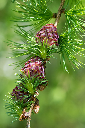 Larch Fruit