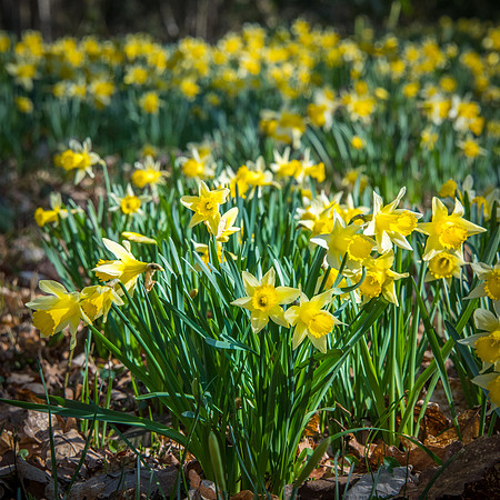 Wild Daffodils -1