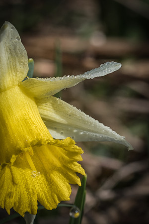 Daffodil and Dew