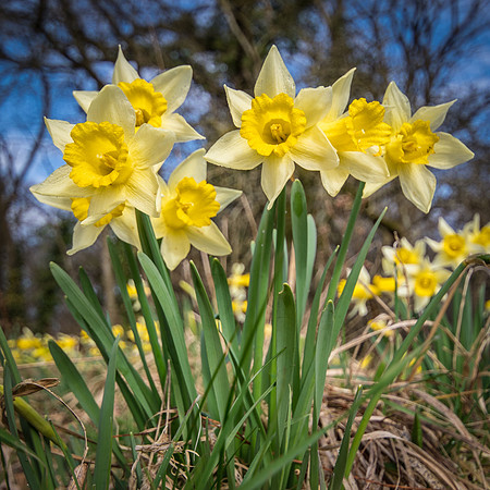 Daffodil Clump