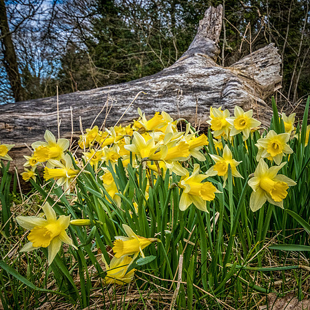 Daffodils and Log