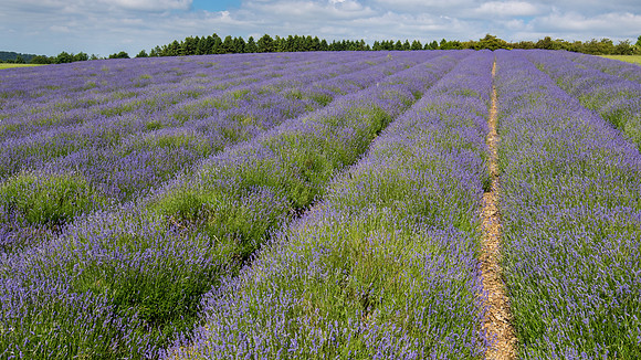 Lavender Fields -5