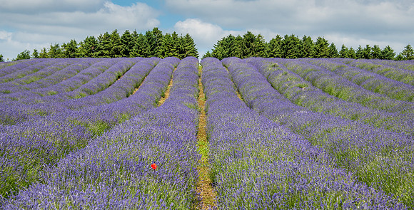 Lavender Fields -2