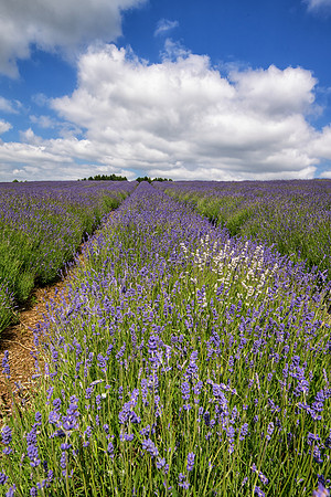 Lavender Fields -4