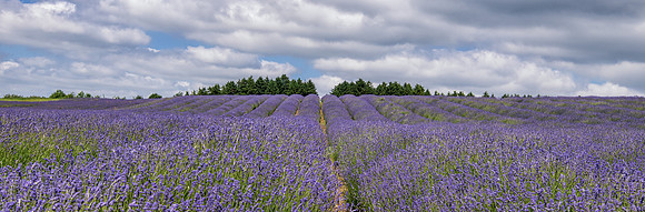 Lavender Fields -3