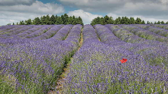Lavender Fields -1