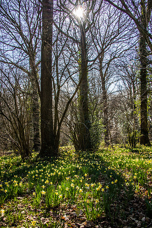 Daffodil Wood
