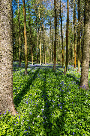 Bluebell Woods in the Sun