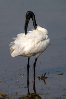 Black-headed Ibis -2