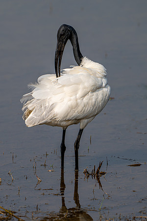 Black-headed Ibis -2