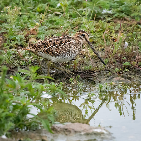 Common Snipe 090822 -3