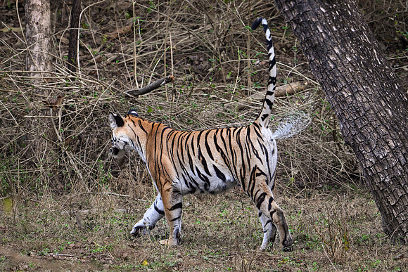 Tiger Scent Marking