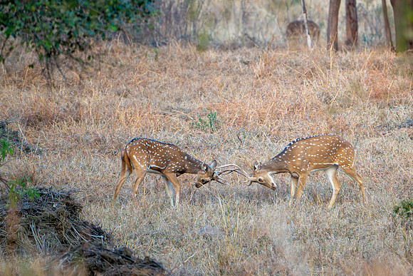 Spotted Deer ♂ Rutting