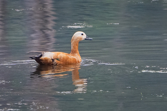 Ruddy Shelduck